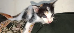 0-1 month Female Mixed Breed Cat