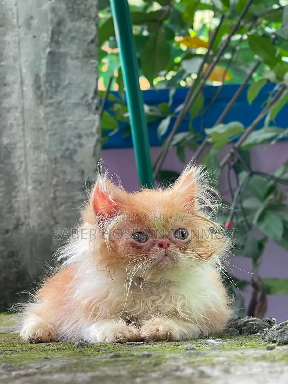1-3 months Male Mixed Breed Exotic