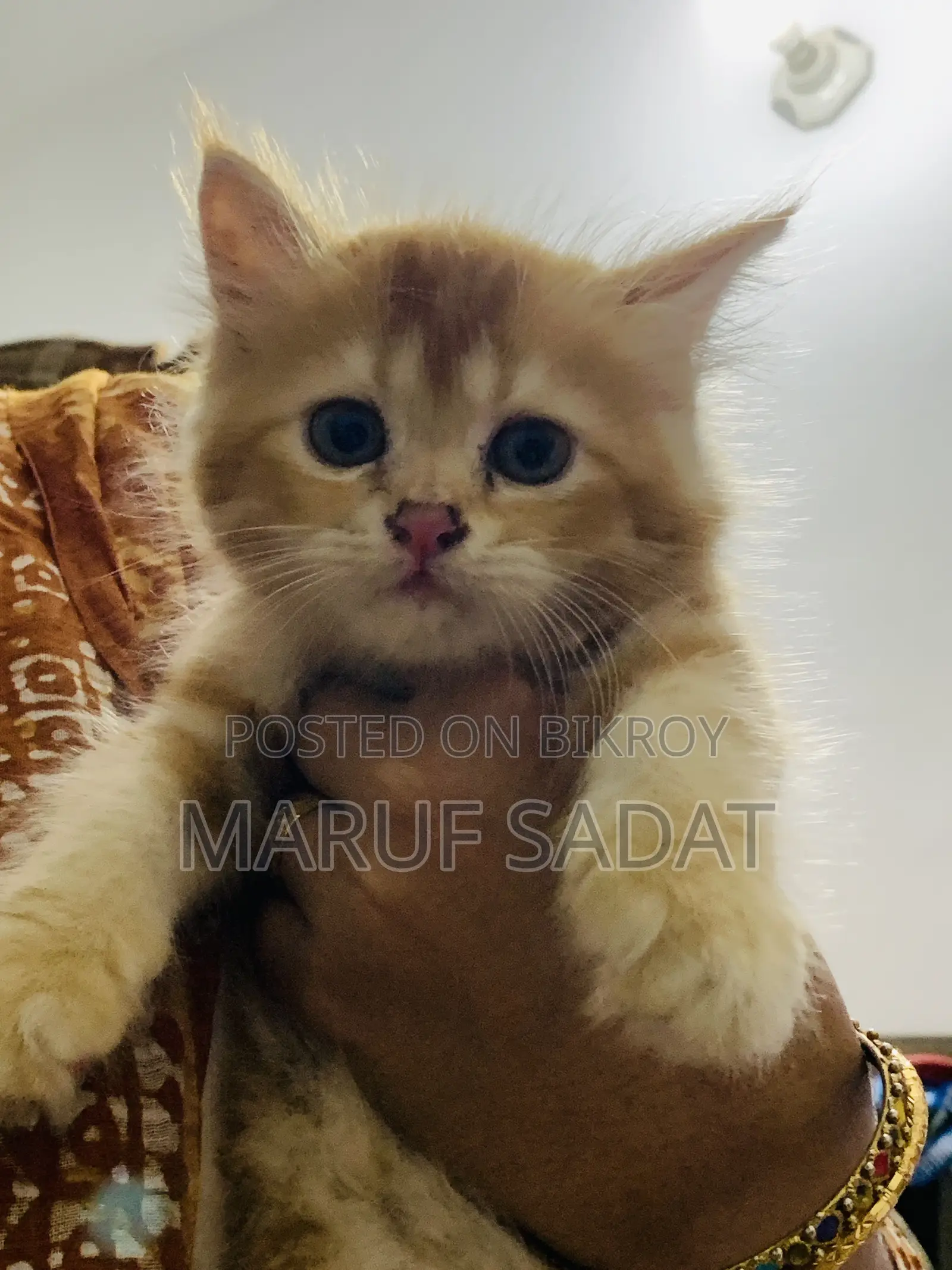 1-3 Months Female Purebred Persian