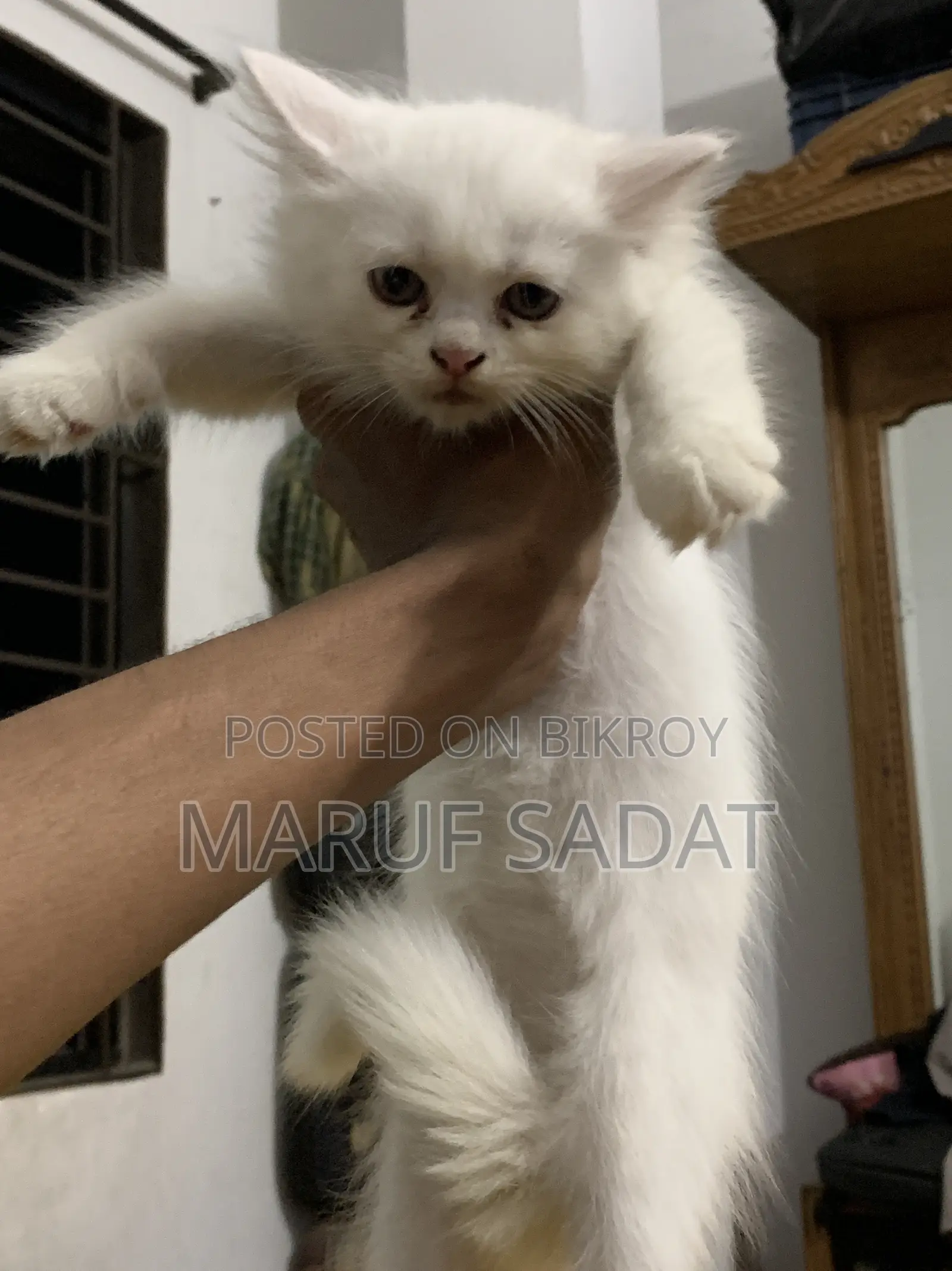 1-3 Months Female Purebred Persian