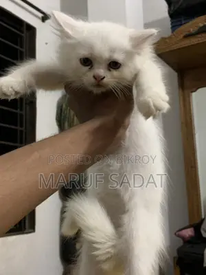 1-3 Months Female Purebred Persian