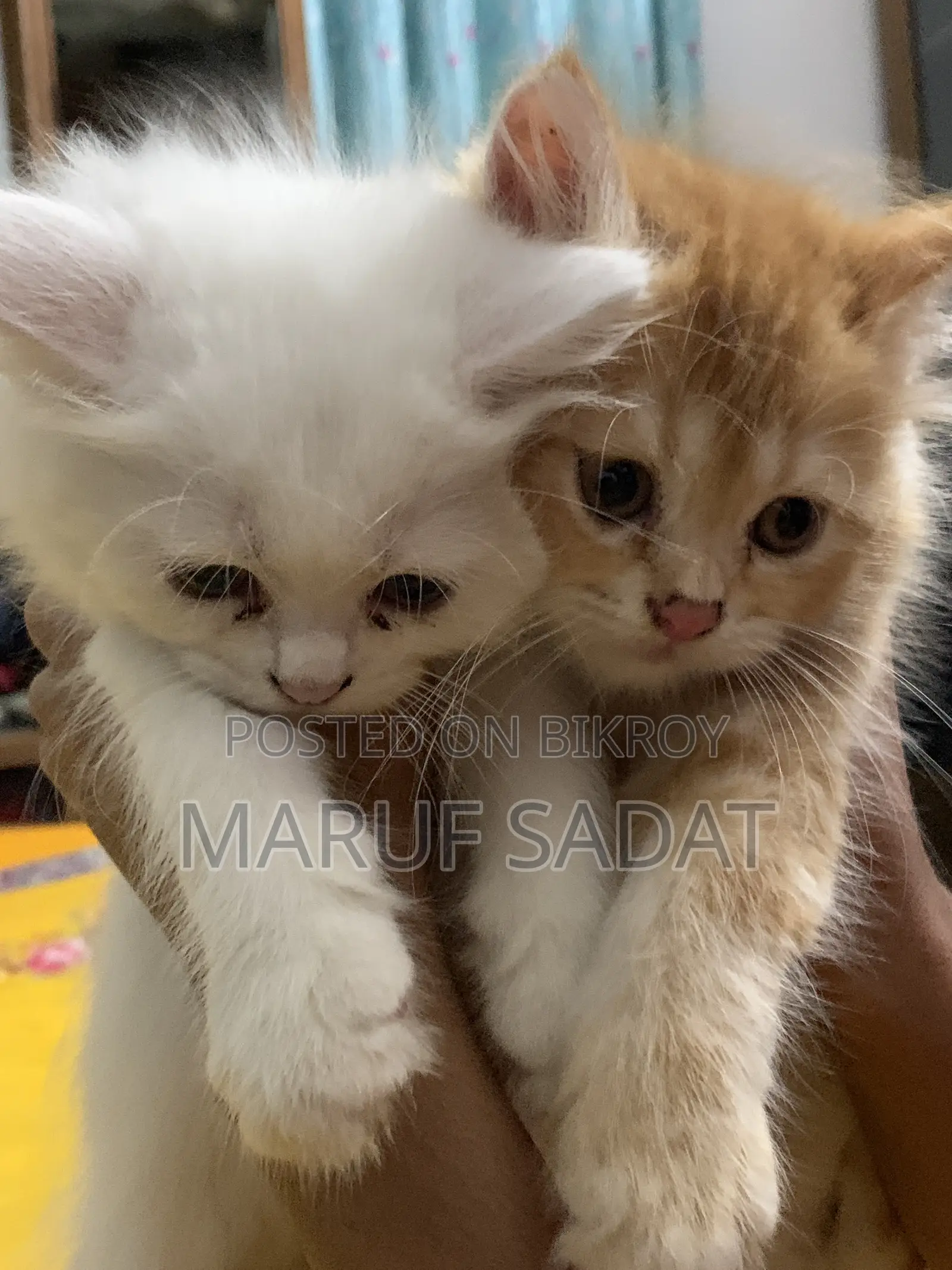1-3 Months Female Purebred Persian