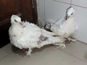 ফ্রিলব্যাক বেবি পেয়ার