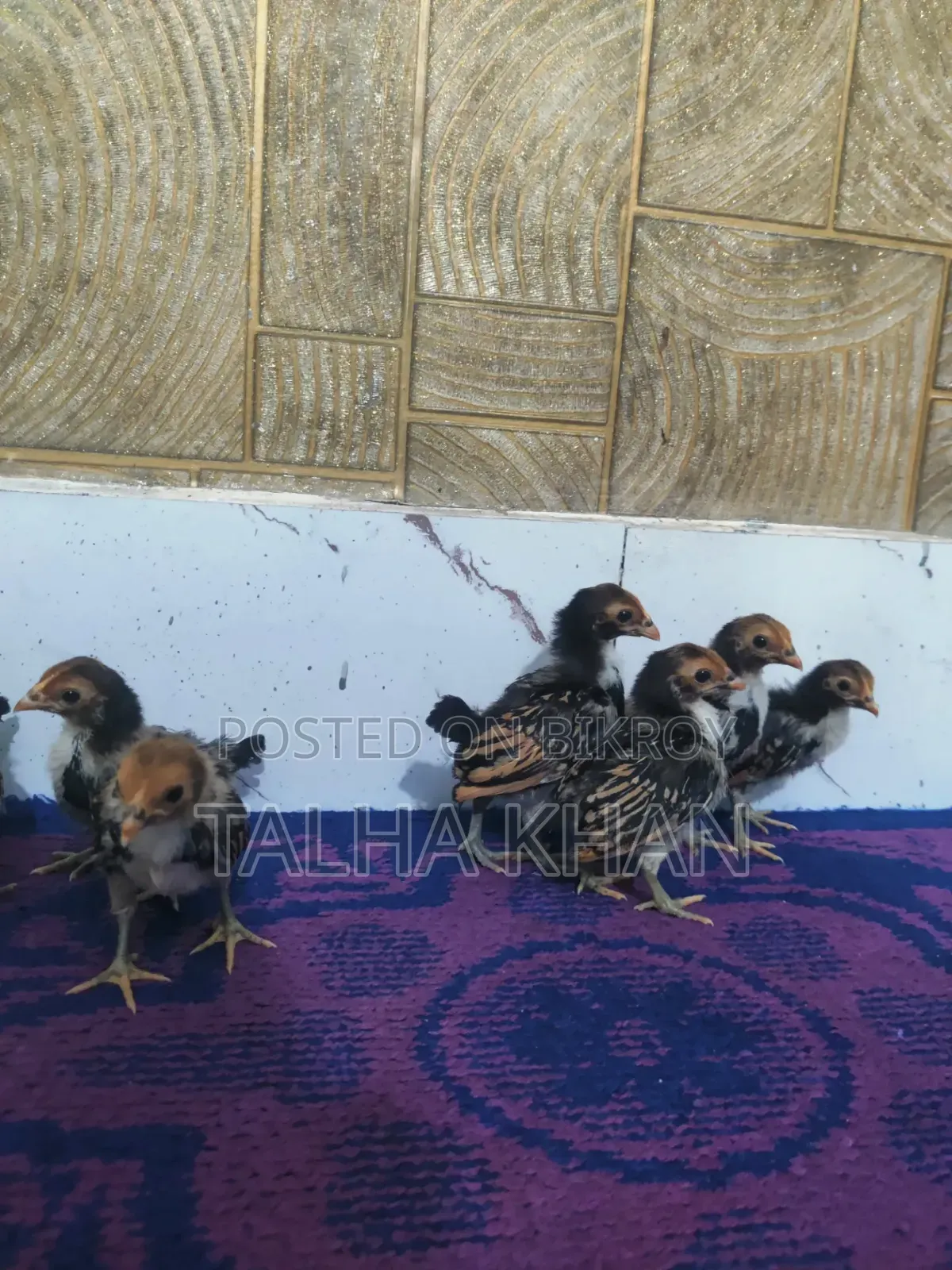 গোল্ডেন সেব্রাইট মুরগির বাচ্চা,22 দিন বয়সী
