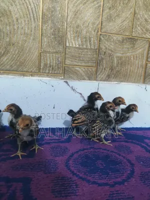 গোল্ডেন সেব্রাইট মুরগির বাচ্চা,22 দিন বয়সী
