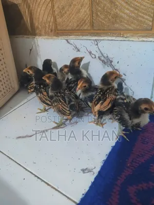 গোল্ডেন সেব্রাইট মুরগির বাচ্চা,22 দিন বয়সী