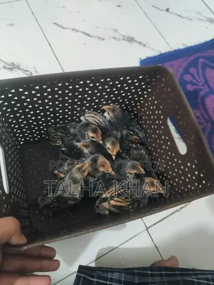 গোল্ডেন সেব্রাইট মুরগির বাচ্চা,22 দিন বয়সী