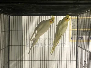Lutino Ccktail Breeding Pair 1 Ta Baby Soho