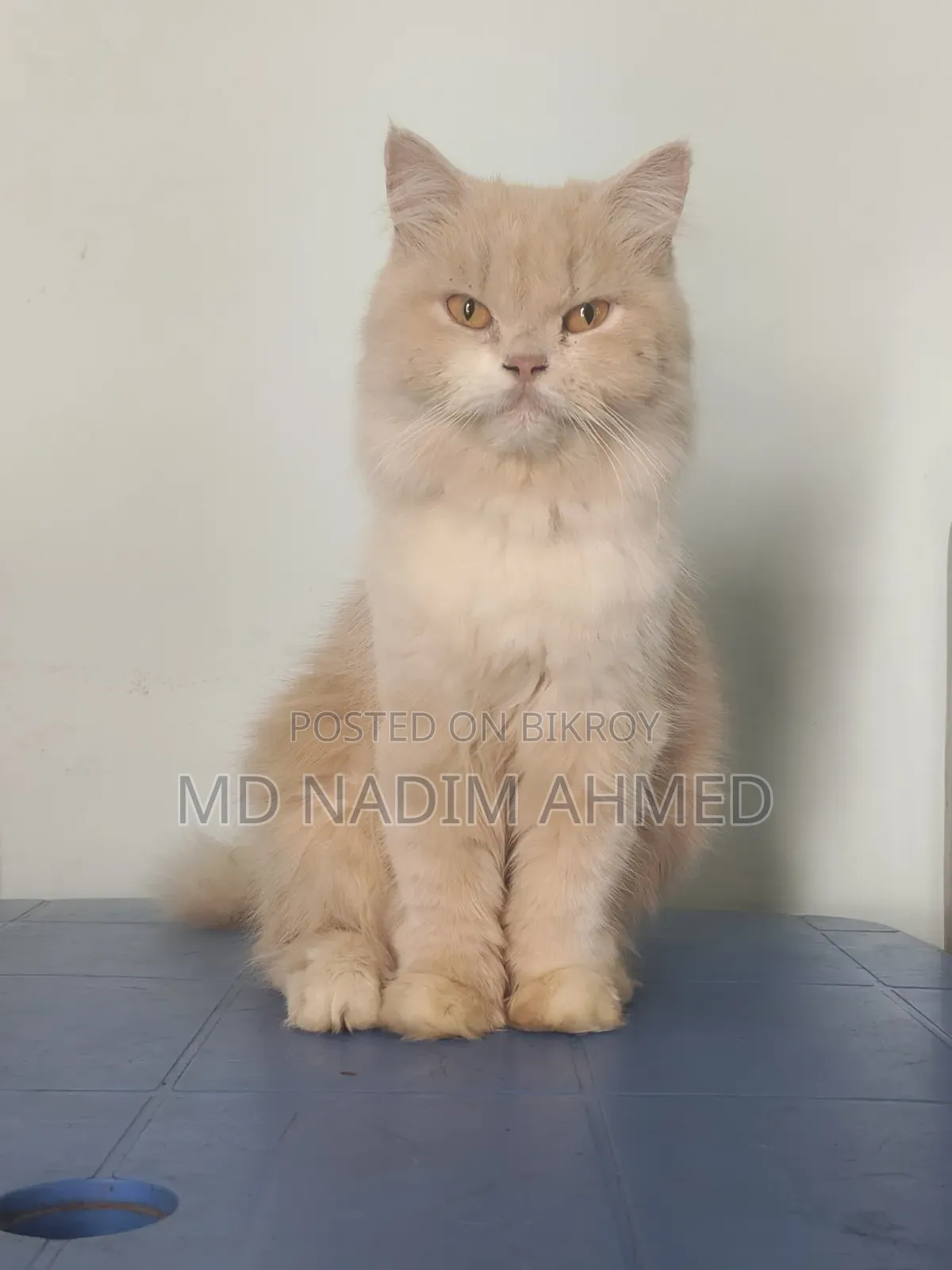 1+ Year Female Purebred Persian
