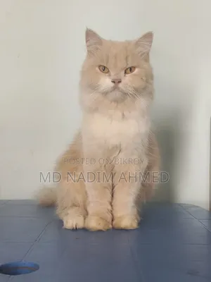 1+ Year Female Purebred Persian