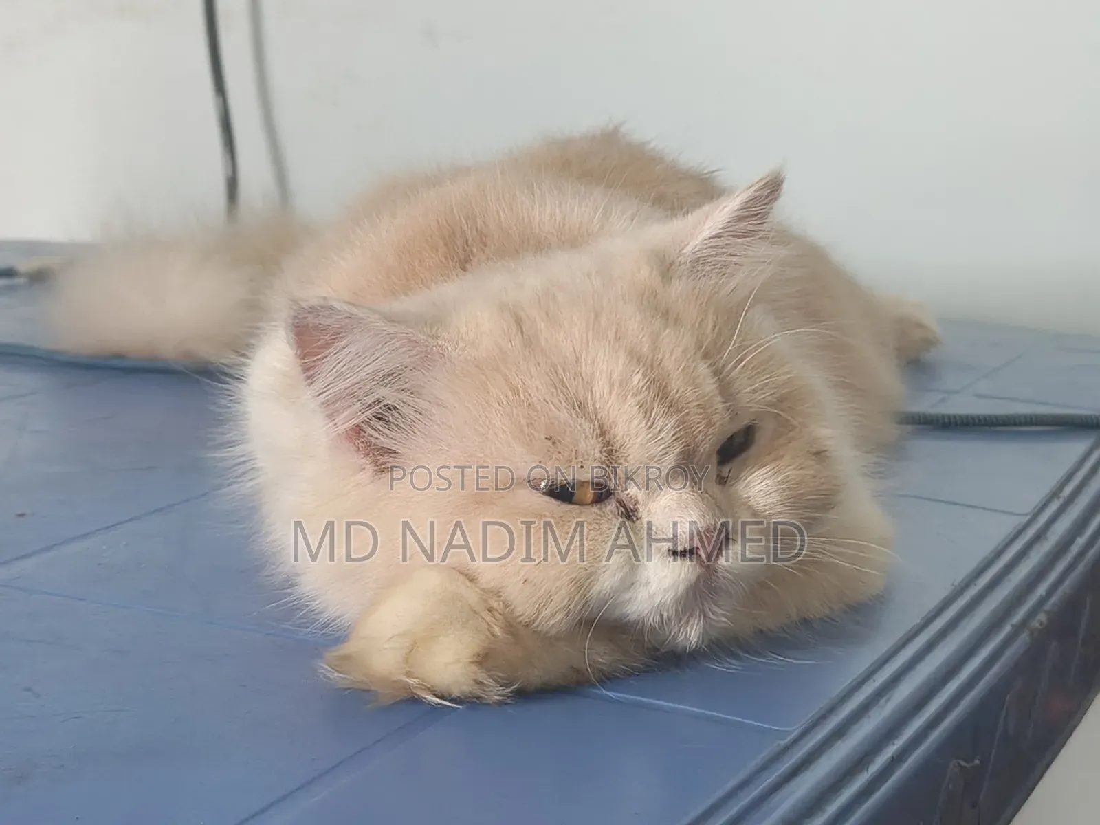 1+ Year Female Purebred Persian