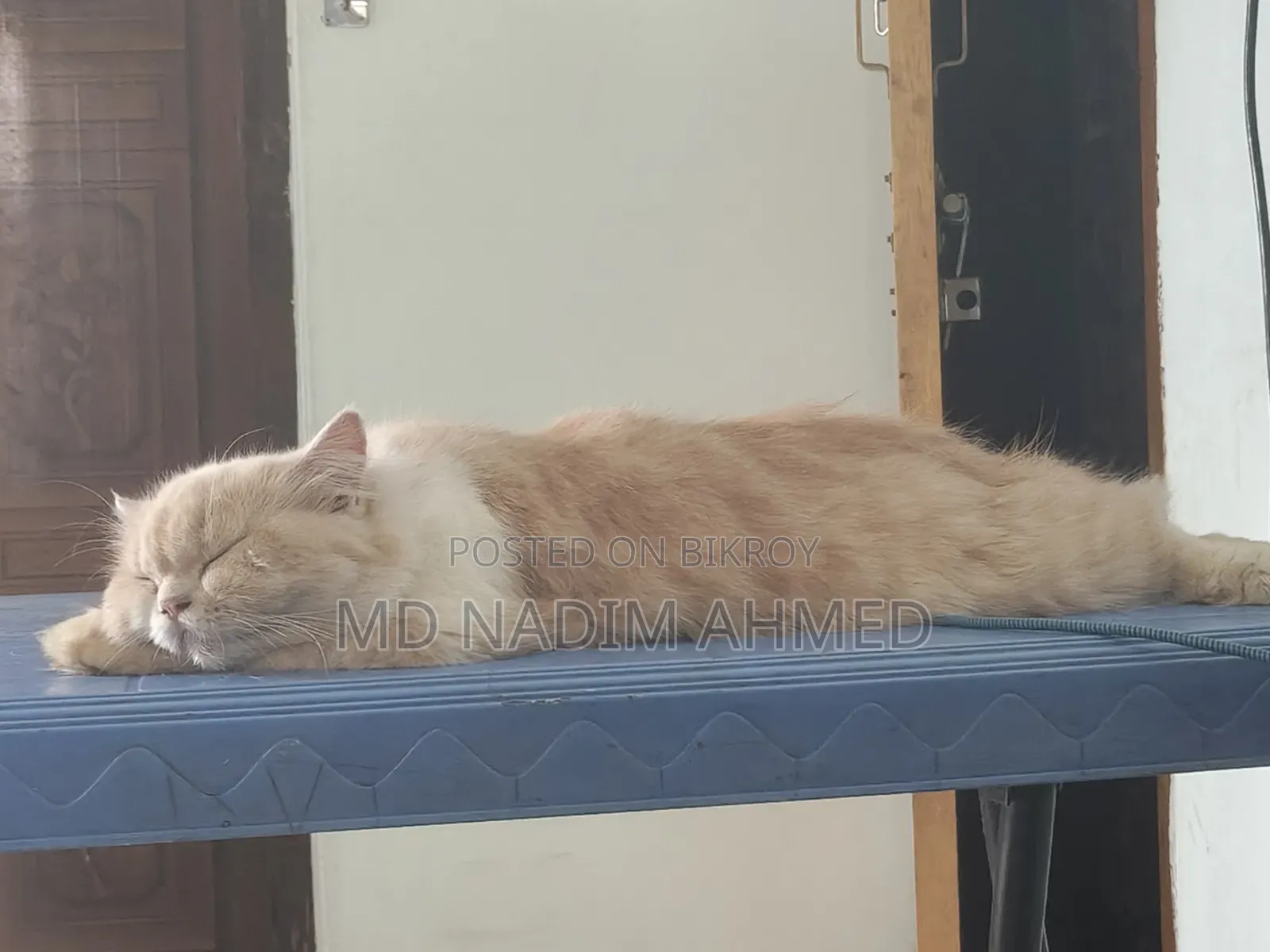 1+ Year Female Purebred Persian