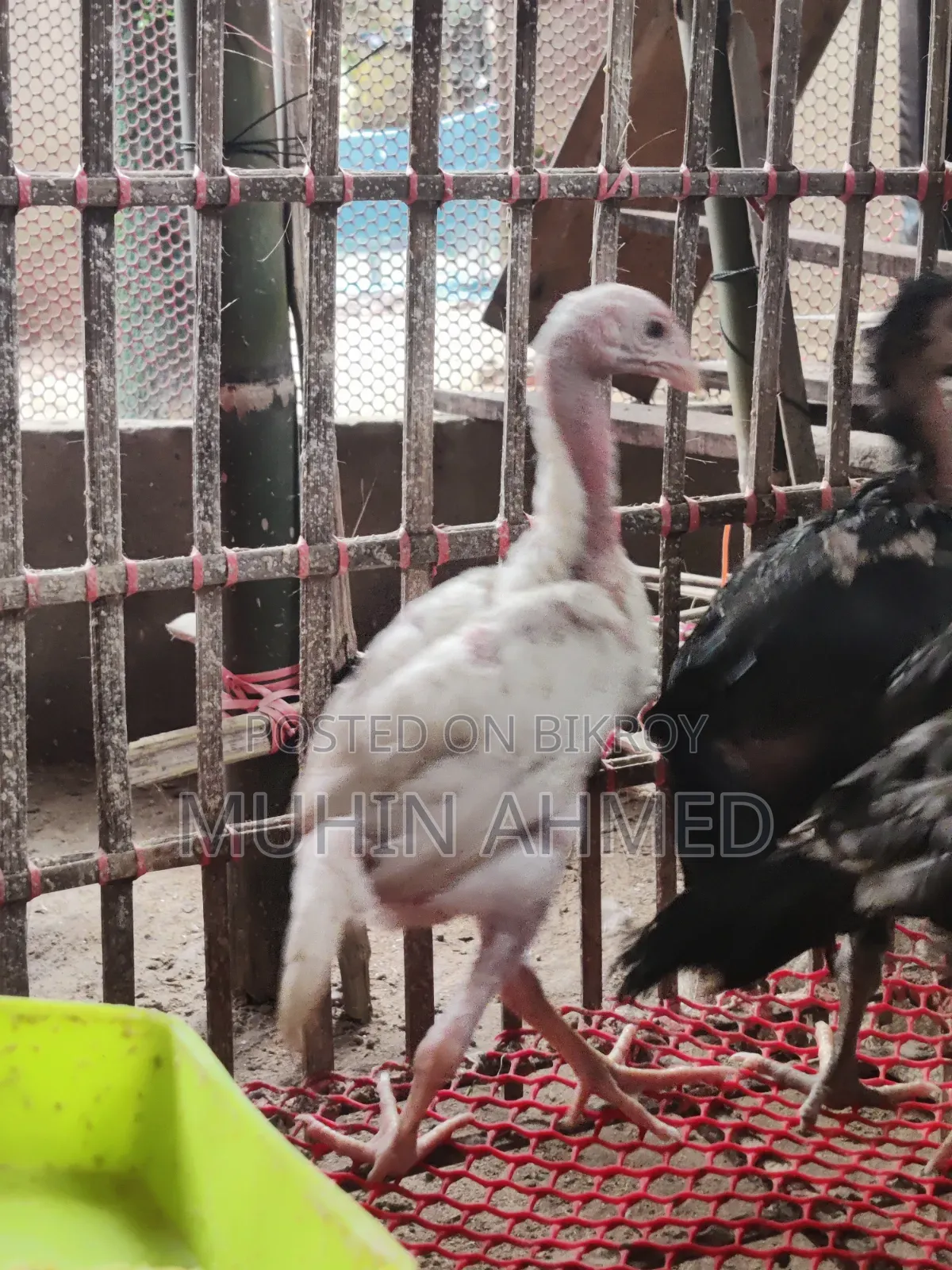 Sonali Deshi Cockerel Chicken Chicks