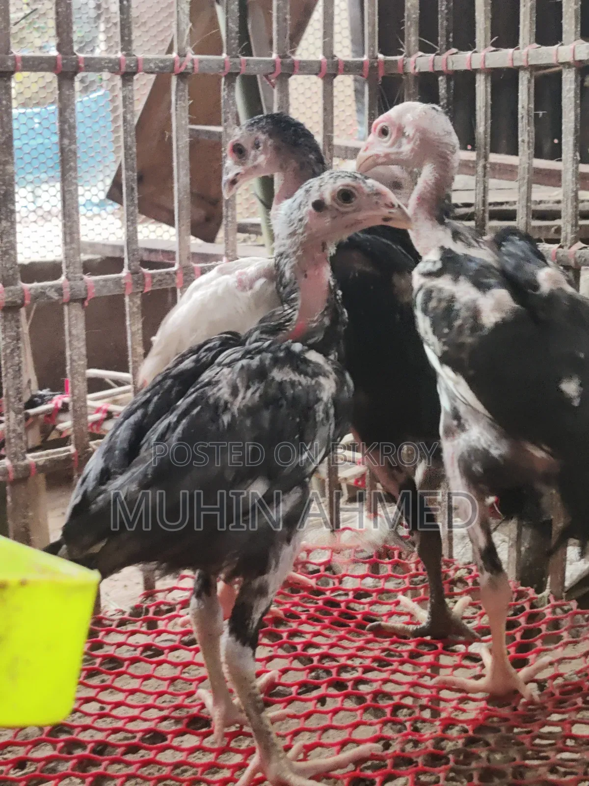 Sonali Deshi Cockerel Chicken Chicks