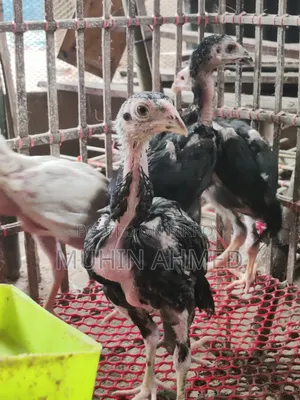Sonali Deshi Cockerel Chicken Chicks