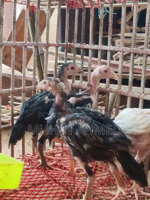 Sonali Deshi Cockerel Chicken Chicks