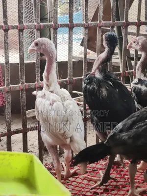 Sonali Deshi Cockerel Chicken Chicks