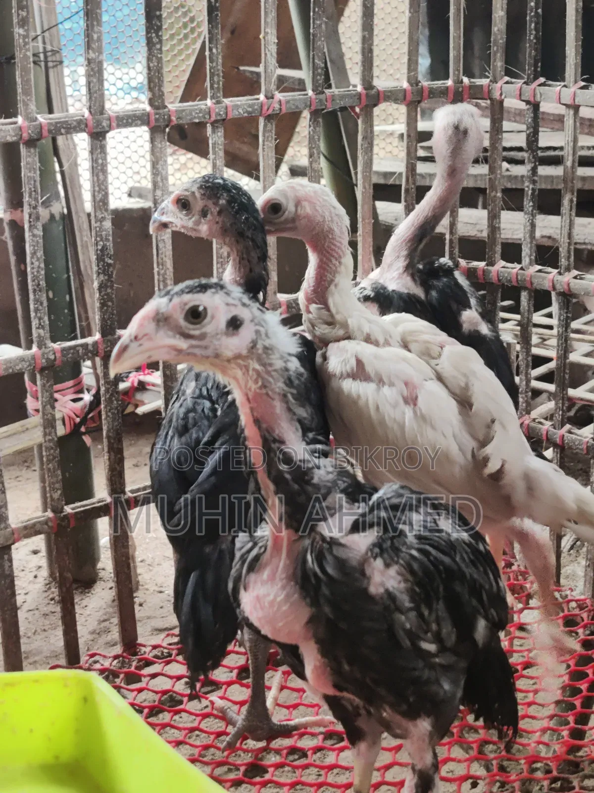 Sonali Deshi Cockerel Chicken Chicks