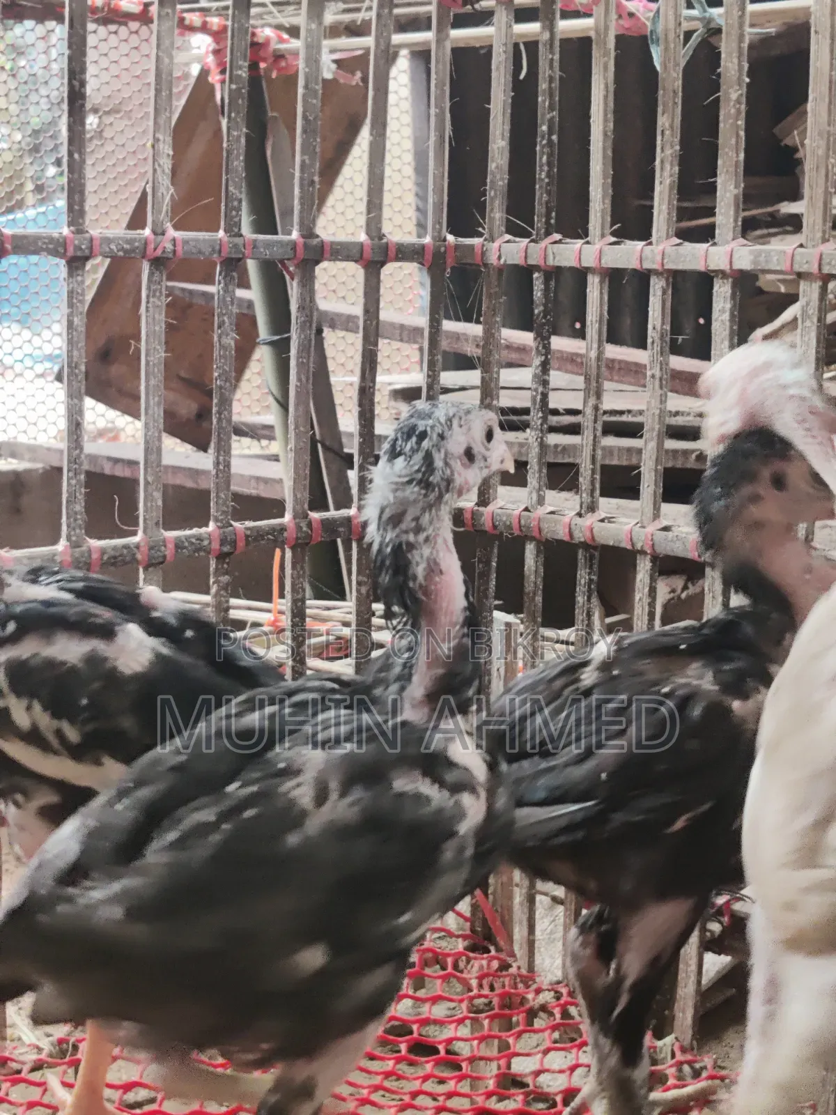 Sonali Deshi Cockerel Chicken Chicks