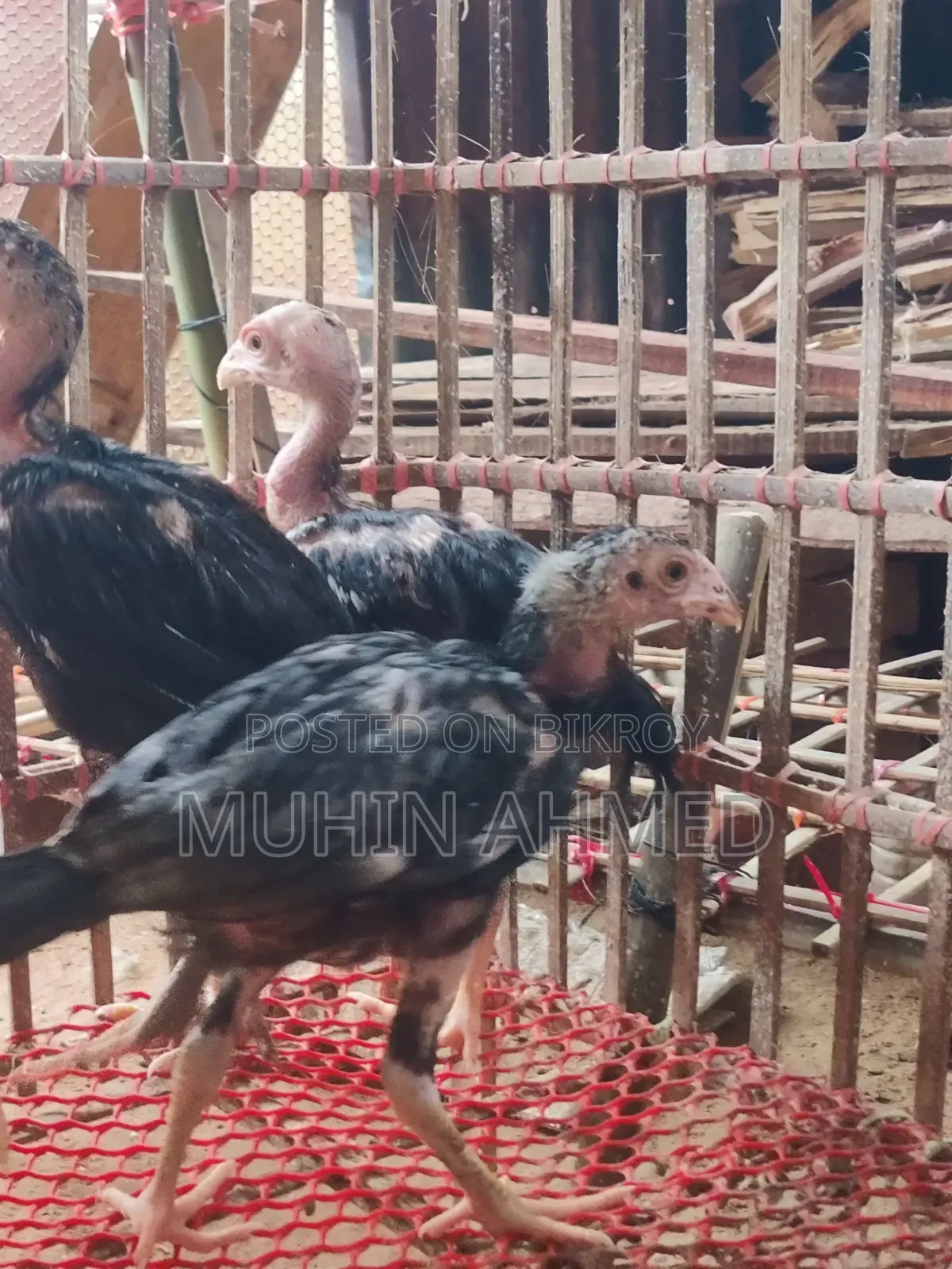 Sonali Deshi Cockerel Chicken Chicks