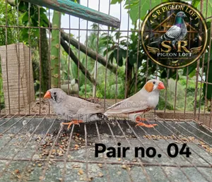 রানিং ফিন্স পাখি