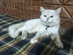 6-12 Months Male Purebred Persian