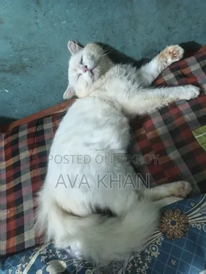 6-12 Months Male Purebred Persian