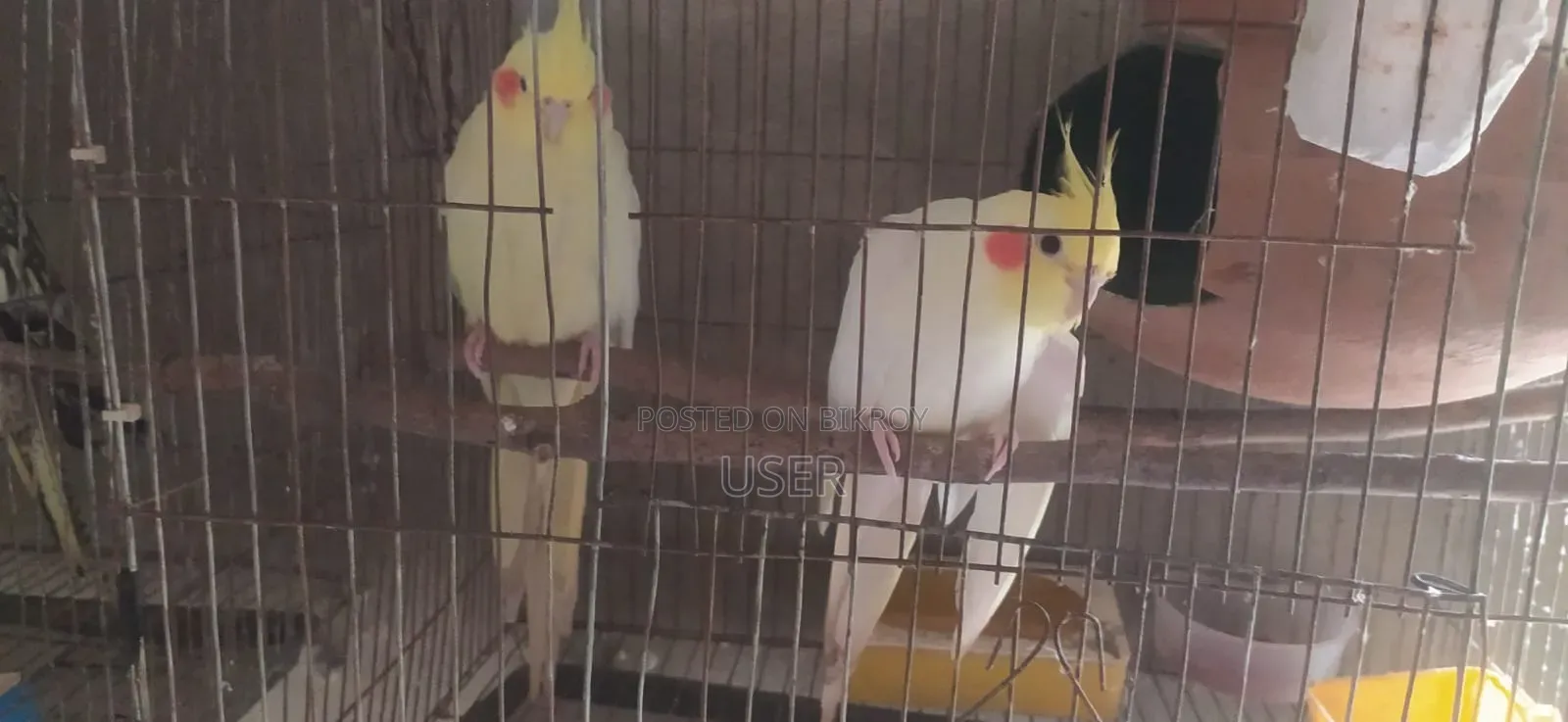 ককাটেল পাখি