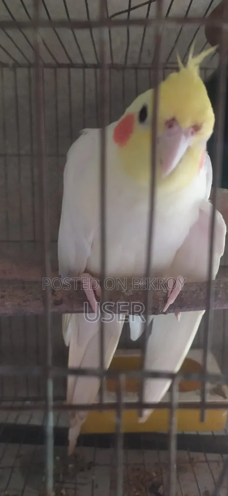 ককাটেল পাখি