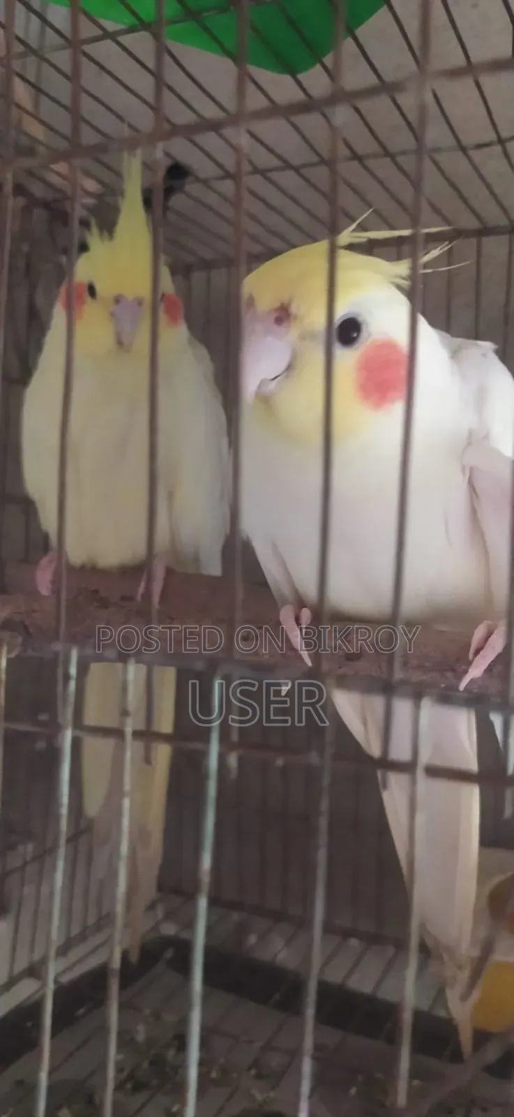 ককাটেল পাখি