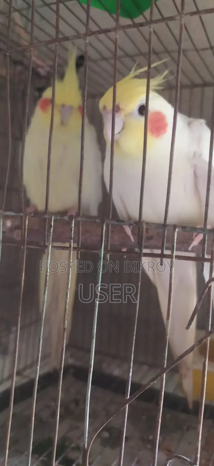 ককাটেল পাখি