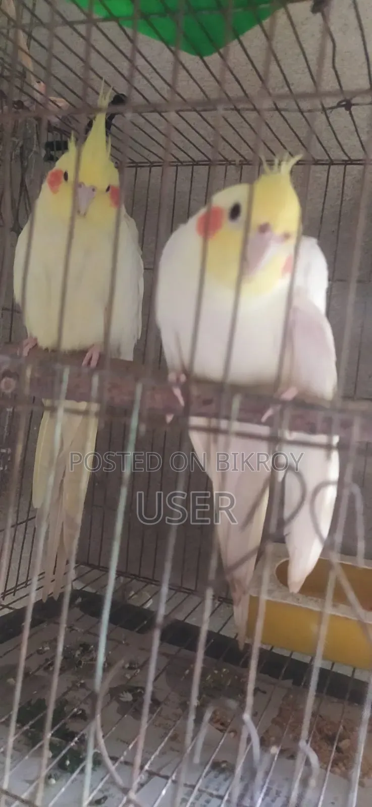 ককাটেল পাখি