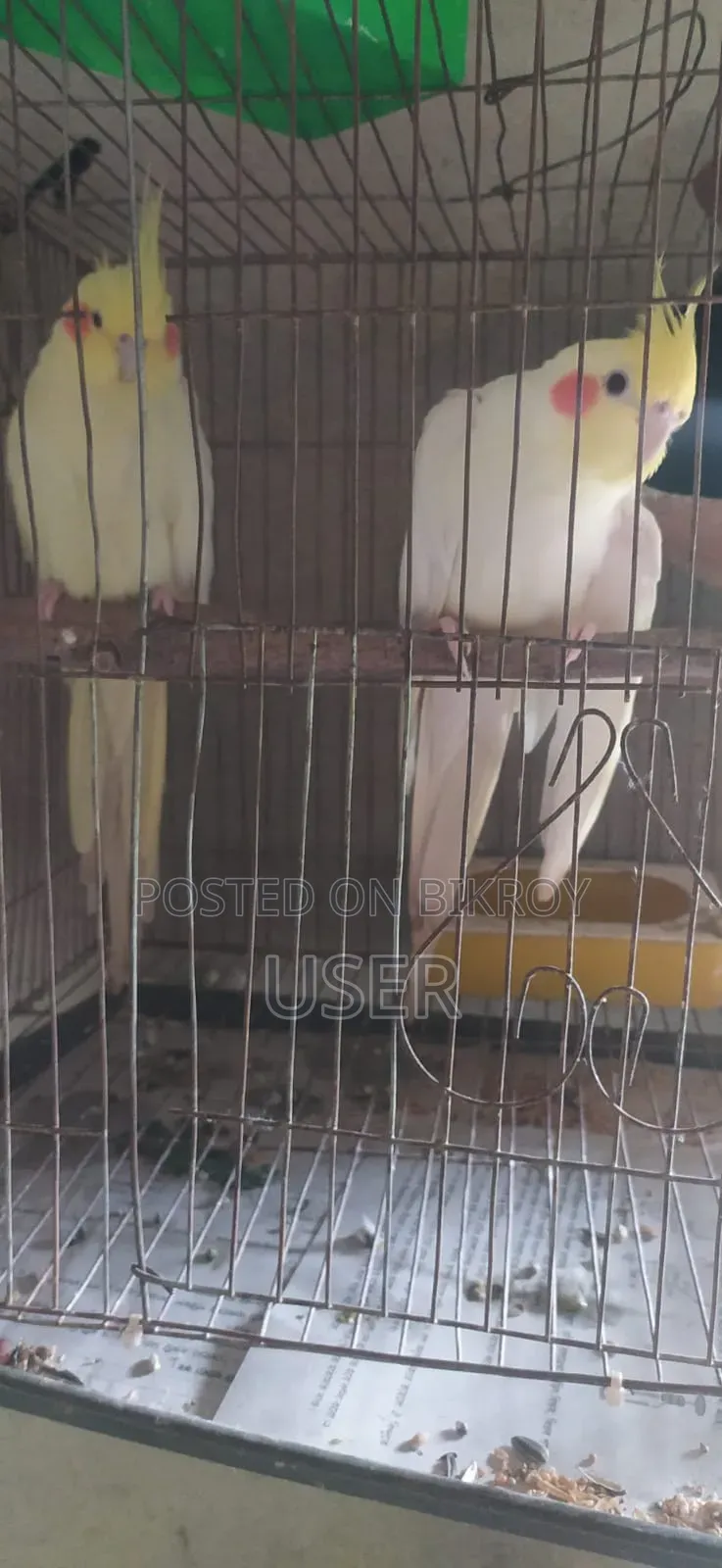 ককাটেল পাখি
