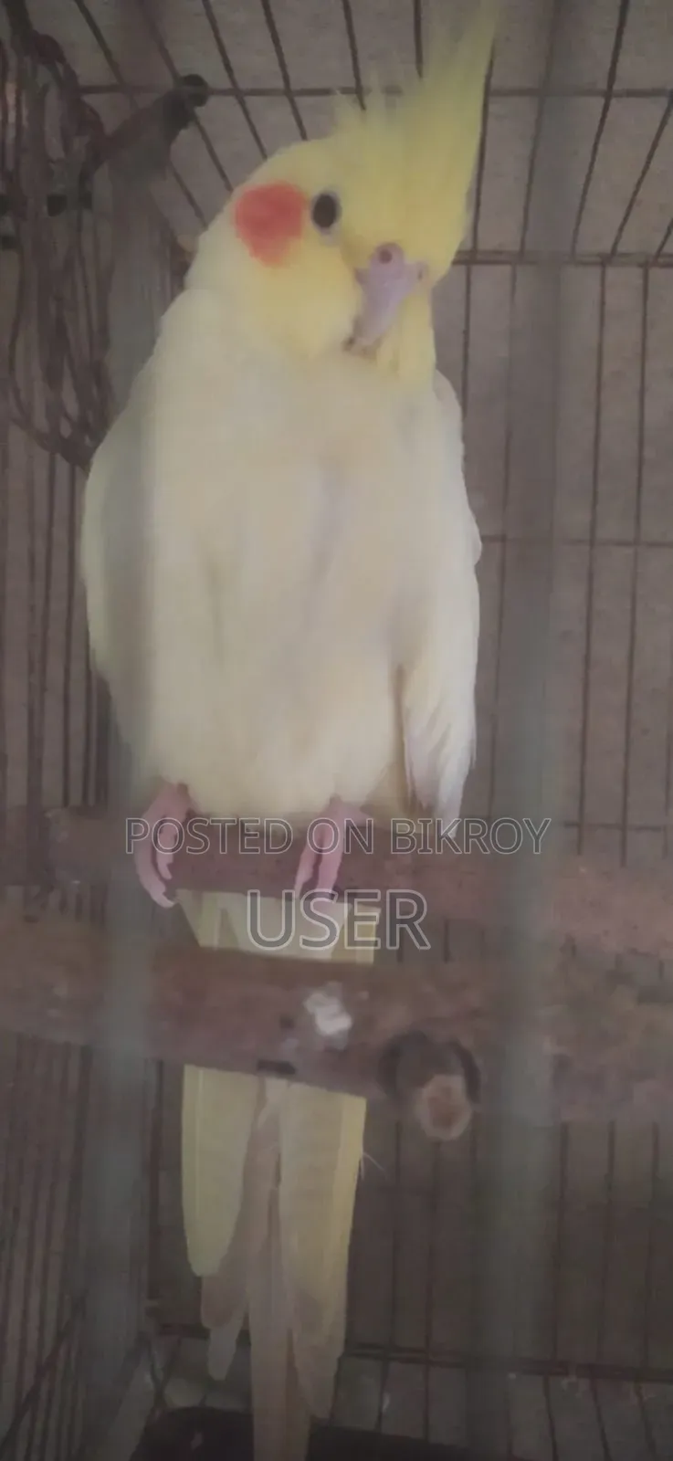 ককাটেল পাখি