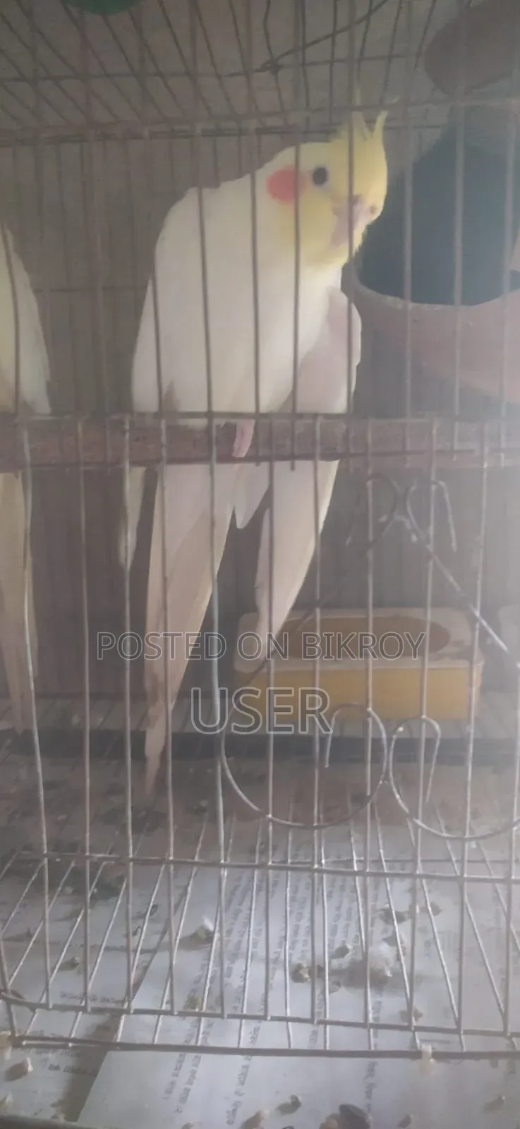 ককাটেল পাখি