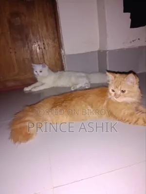 3-6 Months Male Purebred Persian