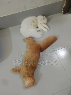3-6 Months Male Purebred Persian
