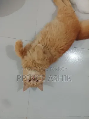 3-6 Months Male Purebred Persian
