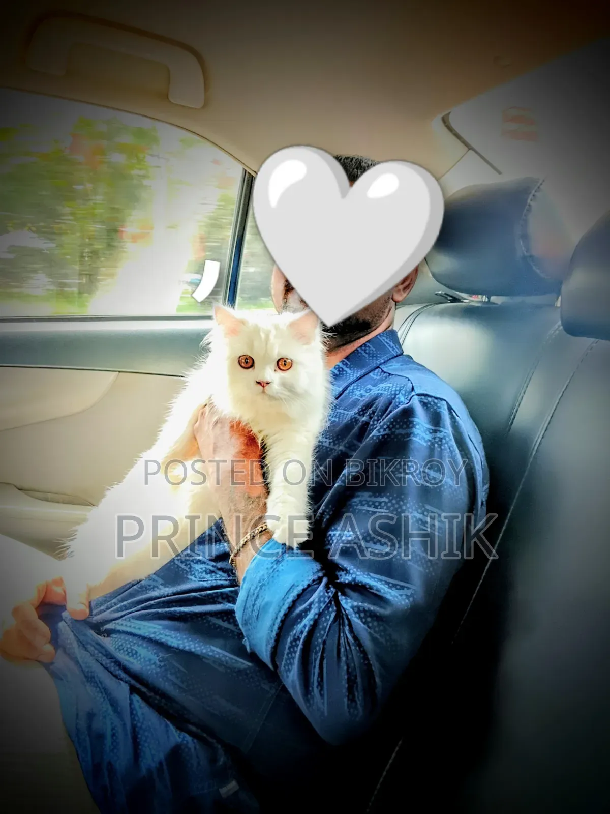 3-6 Months Male Purebred Persian