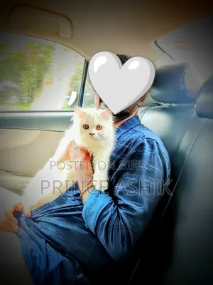 3-6 Months Male Purebred Persian