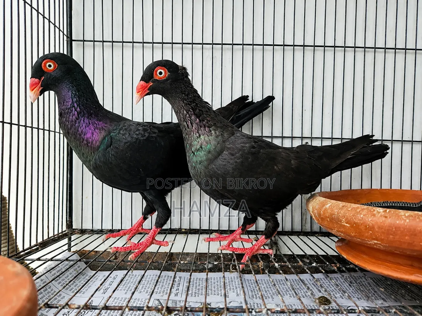Black Danish Running Pair