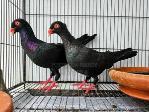 Black Danish Running Pair
