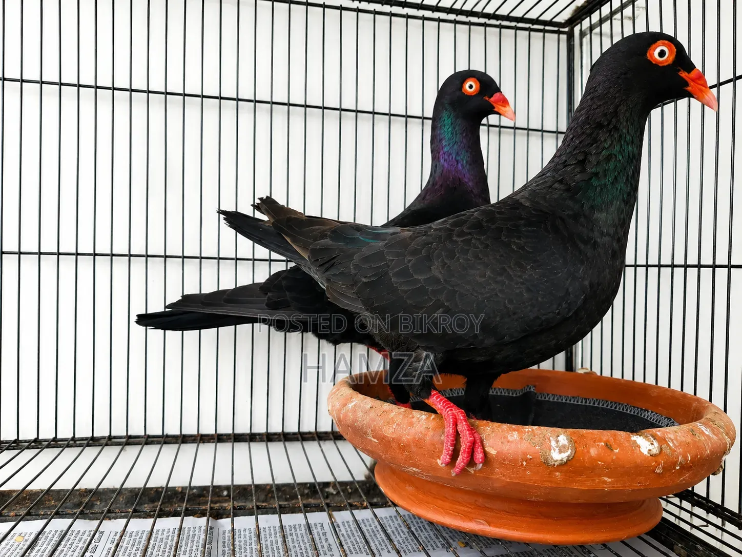 Black Danish Running Pair