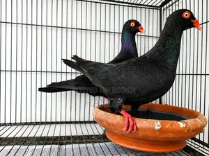 Black Danish Running Pair