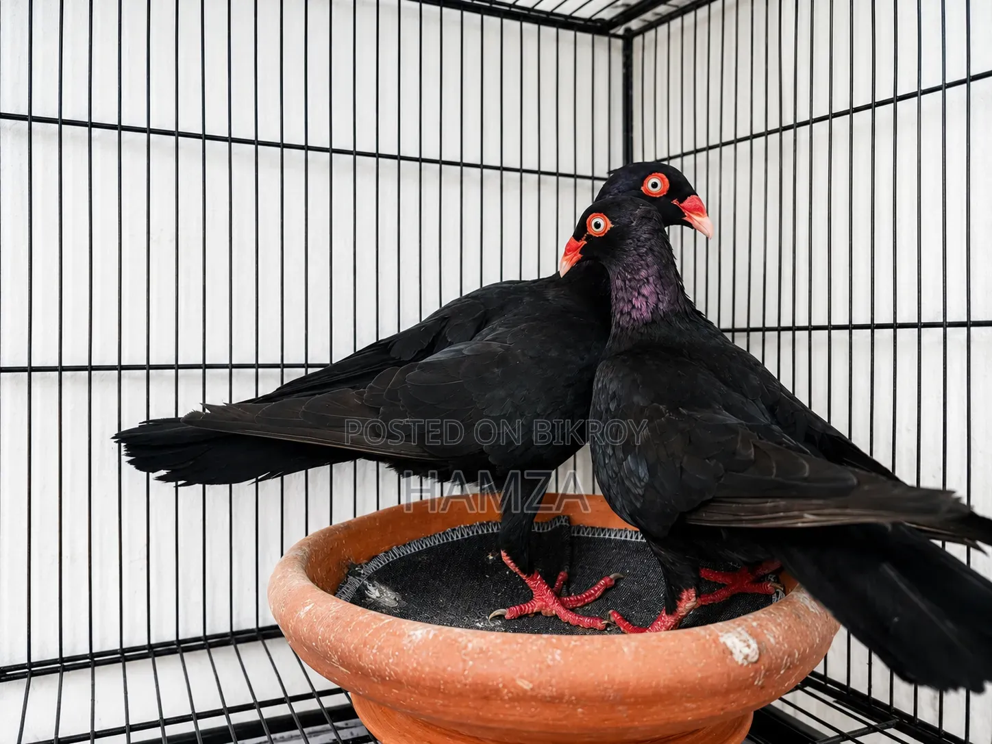 Black Danish Running Pair