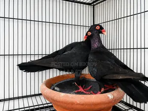 Black Danish Running Pair