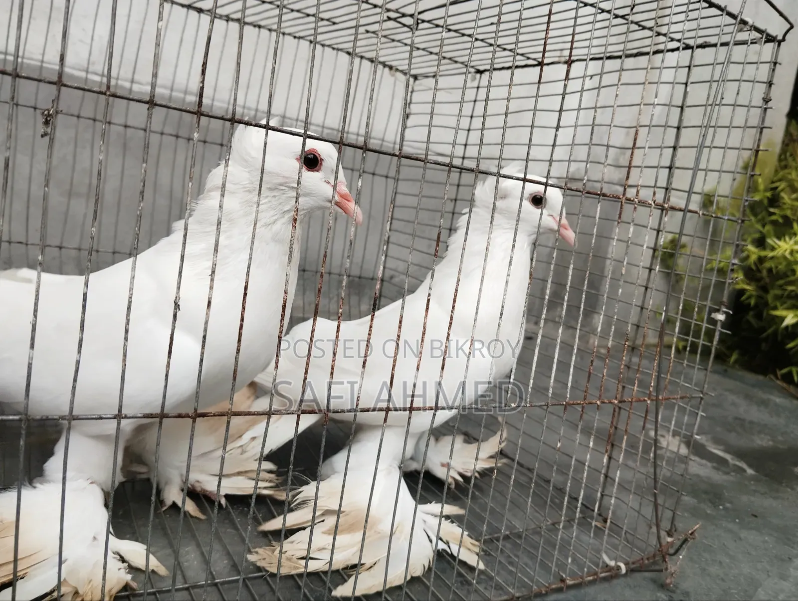 লোটন পায়রা