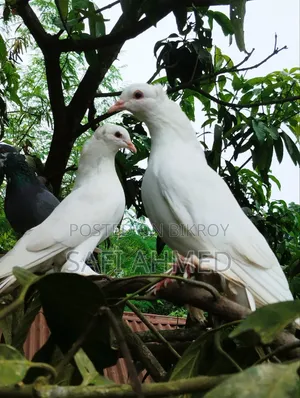 লোটন পায়রা