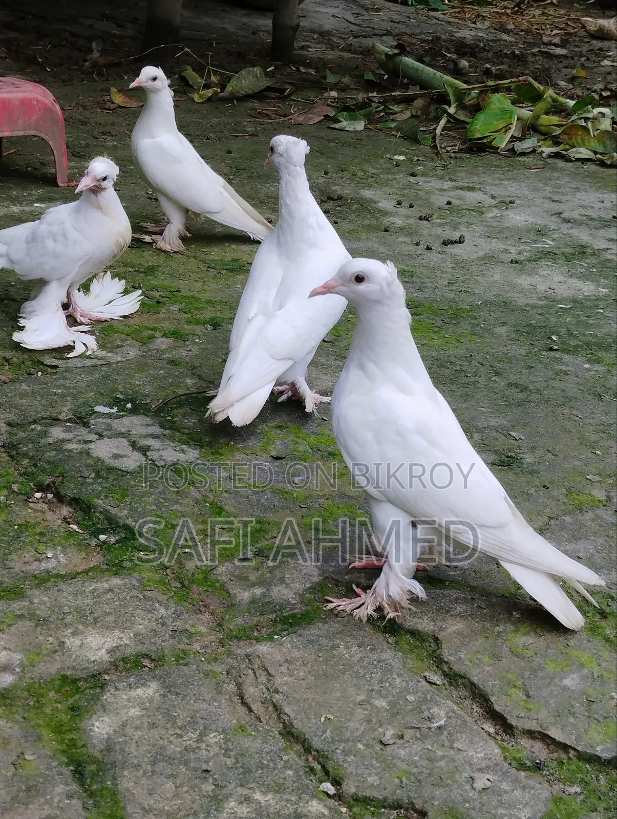 লোটন পায়রা