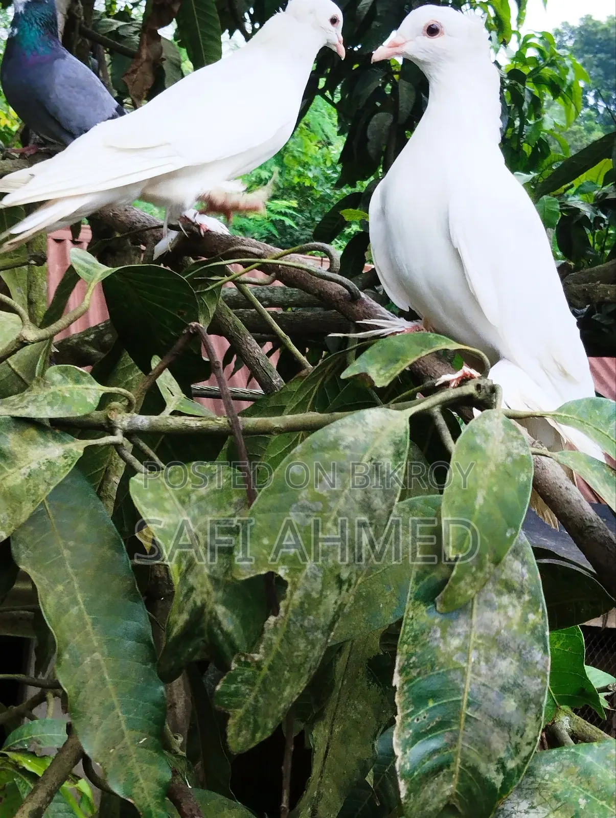লোটন পায়রা